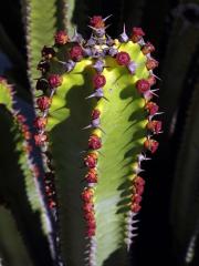 Pryšec (Euphorbia canariensis L.)
