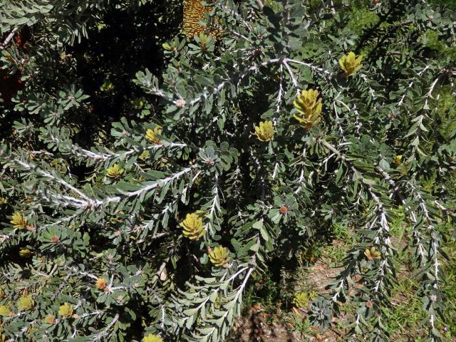 Banksia praemorsa Andrews