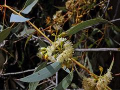 Blahovičník (Eucalyptus socialis F. Muell. ex Miq.)