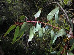 Blahovičník (Eucalyptus socialis F. Muell. ex Miq.)