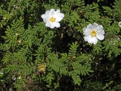 Růže kaštanová (Rosa roxburghii Tratt.)
