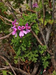 Pelargónie (Pelargonium quercifolium (L. f.) L'Hér. ex Aiton)