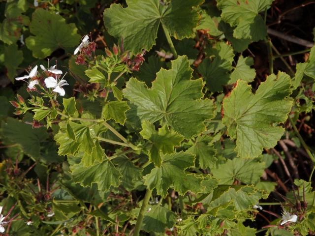 Pelargónie (Pelargonium ribifolium Jacq.)