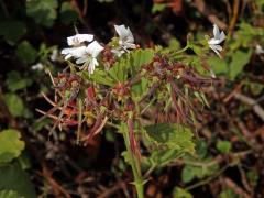 Pelargónie (Pelargonium ribifolium Jacq.)