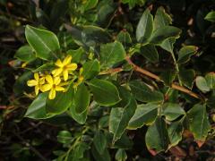 Jasmín nejvonnější (Jasminum odoratissimum L.)