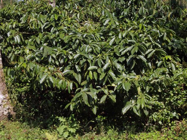 Kávovník statný (Coffea canephora Pierre ex Froehner)