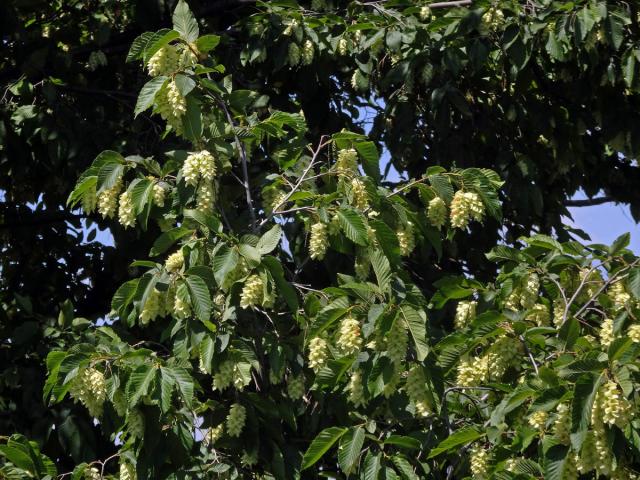 Habrovec habrolistý (Ostrya carpinifolia Scop.)