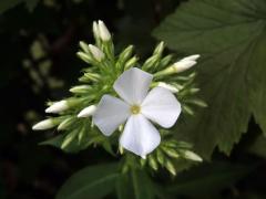 Plamenka latnatá (Phlox paniculata L.) s čtyřčetným květem (21)