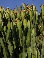 Pryšec (Euphorbia ingens E. Mey ex Boiss.)
