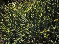 Pryšec (Euphorbia aphylla Brouss.)