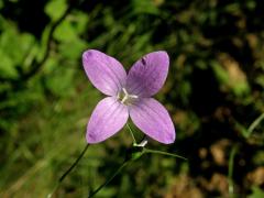 Zvonek rozkladitý (Campanula patula L.) - čtyřčetný květ (1)