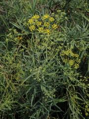 Prorostlík vrbolistý (Bupleurum salicifolium (Webb ex Parl.) Sunding & G. Kunkel)
