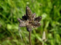 Jitrocel kopinatý (Plantago lanceolata L.) - větvené květenství (1)