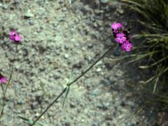 Hvozdík Pontederův (Dianthus pontederae A. Kern.)