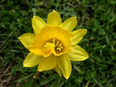 Narcis (Narcissus L.) - zdvojený květ (1b)