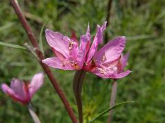 Vrbovka rozmarýnolistá (Epilobium didonaei Vill.) - zdvojený květ (1c)