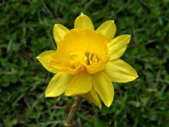 Narcis (Narcissus L.) - zdvojený květ (1a)