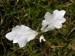 Dub letní (Quercus robur L.) - roční semenáček albín (1a)