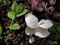 Brusnice borůvka (Vaccinium myrtillus L.) - větévka bez chlorofylu