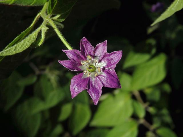 Paprika (Capsicum L.), osmičetný květ