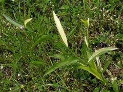 Chrpa luční (Centaurea jacea L.) - panašovaná rostlina (1a)