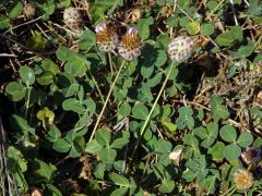 Jetel jahodnatý (Trifolium fragiferum L.)