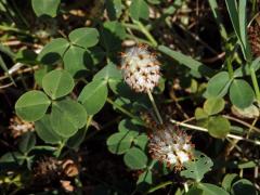 Jetel jahodnatý (Trifolium fragiferum L.)