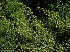 Pelyněk roční (Artemisia annua L.)