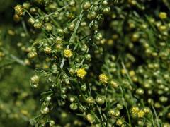 Pelyněk roční (Artemisia annua L.)