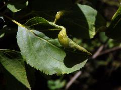 Hálky polokřídlého hmyzu Trichochermes walkeri na řešetláku počistivém (Rhamnus cathartica L.)