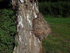 Nádor na bříze bělokoré (Betula pendula Roth) (32d)