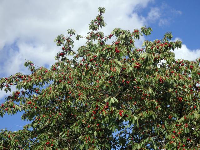 Třešeň ptačí (Prunus avium (L.) L.)