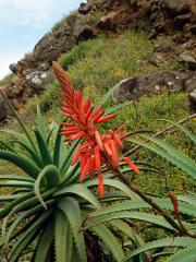 Aloe stromovitá (Aloe arborescens Mill.)    