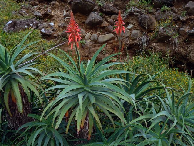 Aloe stromovitá (Aloe arborescens Mill.)