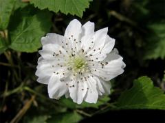Ostružiník ježiník (Rubus caesius L.) - květ s vícečetnými korunními lístky (2)