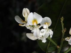 Baphia racemosa (Hochst.) Baker