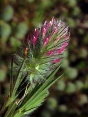 Jetel úzkolistý (Trifolium angustifolium ssp. angustifolium L.)