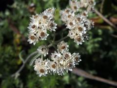 56_Hvězdnicovité: Smil (Helichrysum)