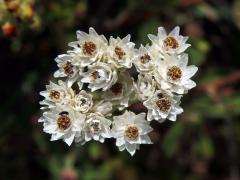 56_Hvězdnicovité: Smil (Helichrysum)