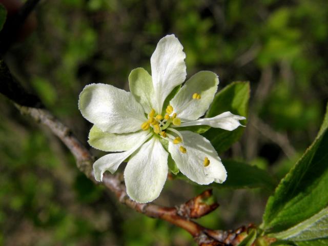 Slivoň švestka (Prunus domestica L.), vícečetný květ