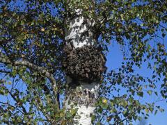 Nádor na bříze bělokoré (Betula pendula Roth) (81)