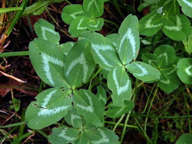 Jetel luční (Trifolium pratense L.) - čtyřlístek (4b)