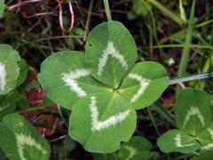 Jetel luční (Trifolium pratense L.) - čtyřlístek (4c)