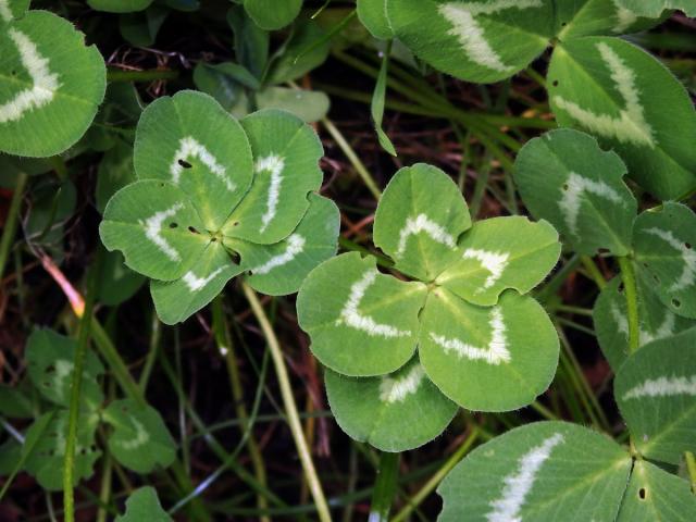 Jetel luční (Trifolium pratense L.) - pětilístek (1a)