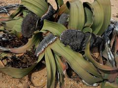 Welwitschie podivná (Welwitschia mirabilis Hook. f.)