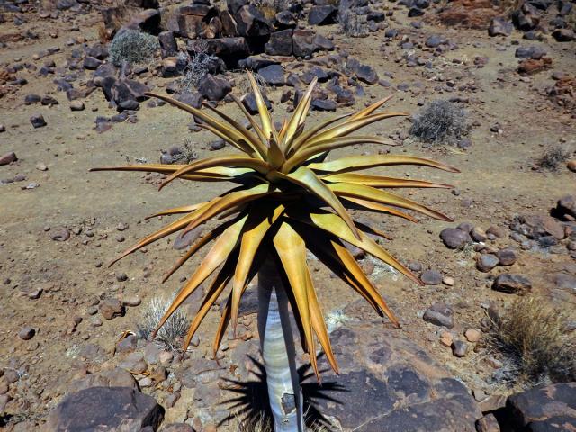 Aloe (Aloe dichotoma Masson)