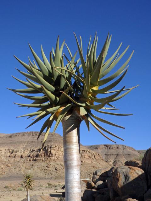 Aloe (Aloe dichotoma Masson)