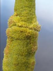 Orobinec širolistý (Typha latifolia L.)