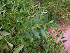Salvadora perská (Salvadora persica Wall.)