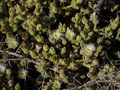 Kosmatec (Mesembryanthemum guerichianum Pax)